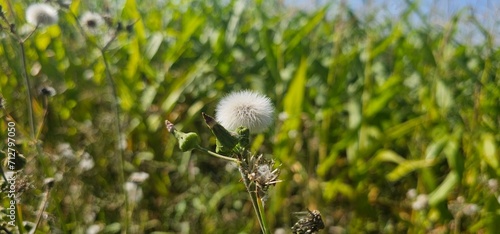 A flowering dandelion (Taraxacum) with its seeds. 