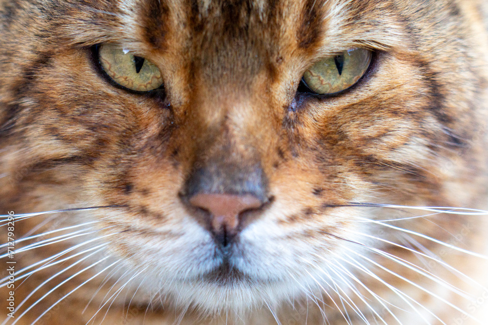 close-up of ordinary tiger-looking domestic cat found on the street