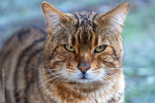 close-up of ordinary tiger-looking domestic cat found on the street