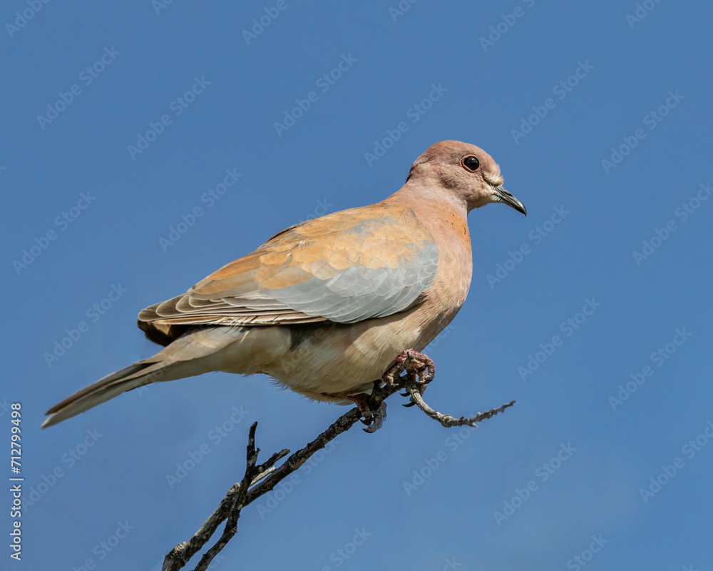Laughing Dove (Stretopelia senegalensis) perched on a branch - apparently their coos sound like human laughter - Esperance, Western Australia