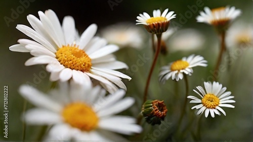 daisies in a garden