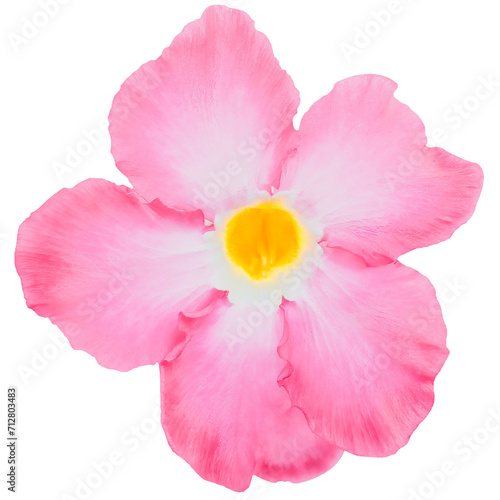 Bright pink adenium obesum floral element isolated on white or transparent background. Beauty of tropical flowers and ornamental plants in nature. photo