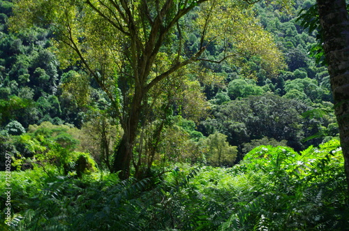 tropical vegetation