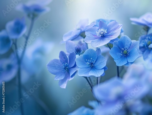 Serenade of the Blue Anemones  A Captivating Close-up with a Soft Bokeh Effect 