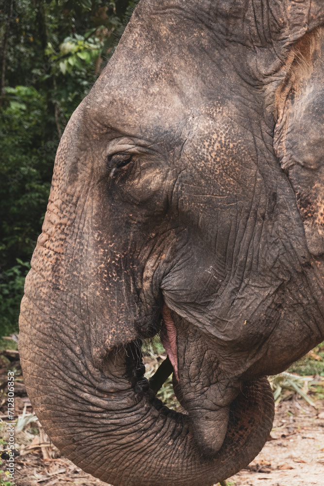 Fototapeta premium Thailand Elephant