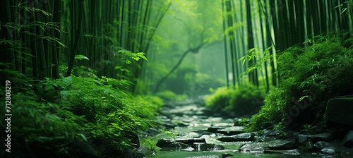 Enchanting bamboo forest displaying diverse habitat within serene woodland scenery © Ilja