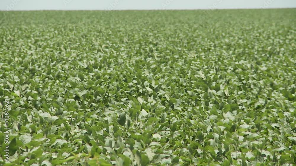 Soybean field Soybean field