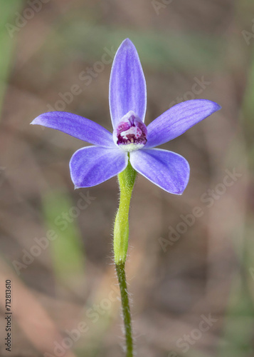 Close-up of Dainty Blue China Orchid (Cyanicula amplexans) - Hyden, Western Australia photo