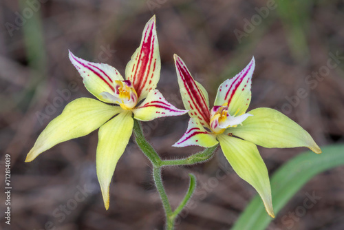 Close-up of Cowslip Orchids (Caladenia flava) - Hyden, Western Australia