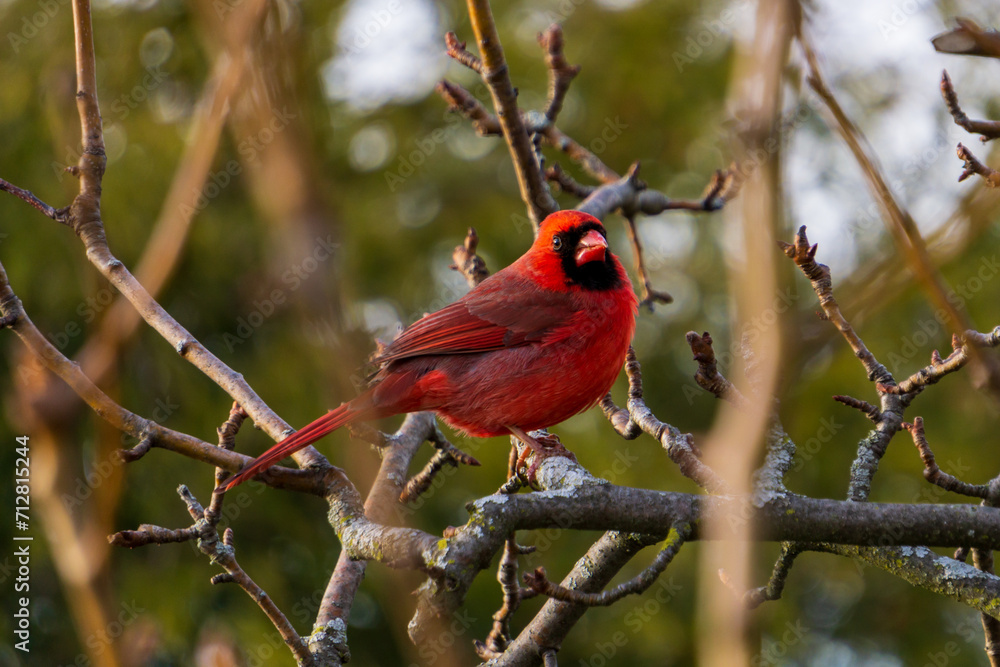 red cardinal on branch red cardinal on branch