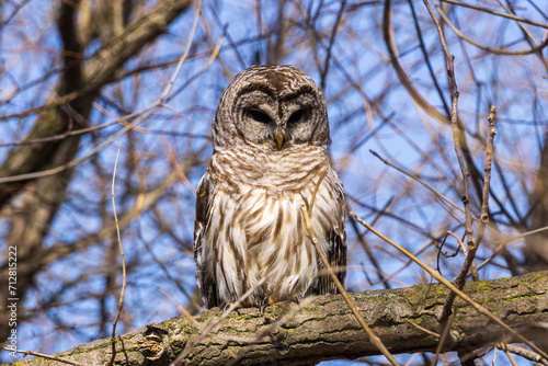 Canvas Print great horned owl
