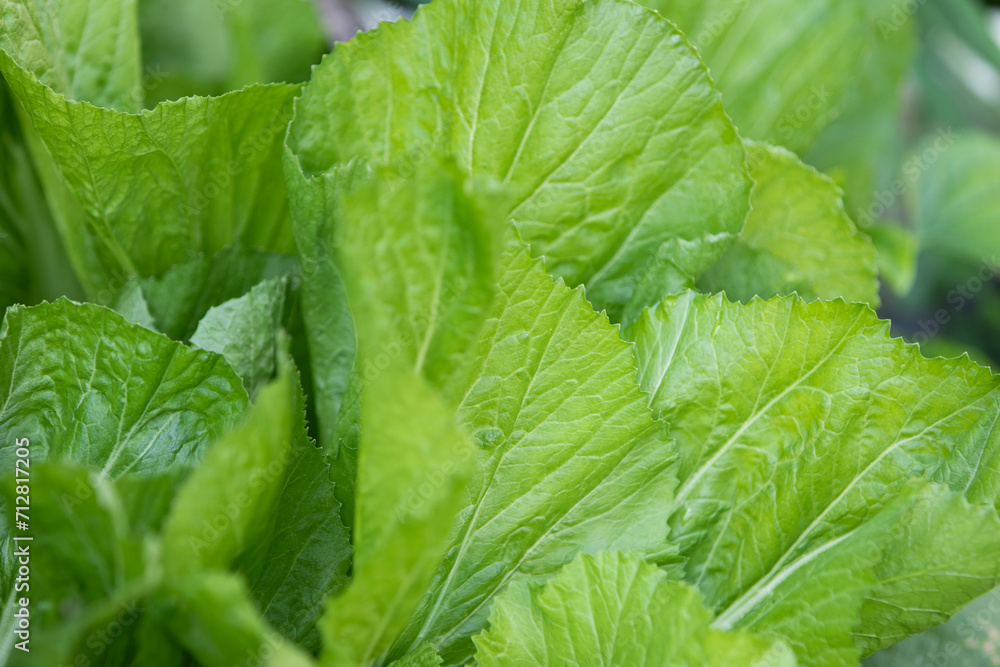 chinese cabbage plant in vegetable garden, closeup of green leaf chinese cabbage plant in vegetable garden, closeup of green leaf