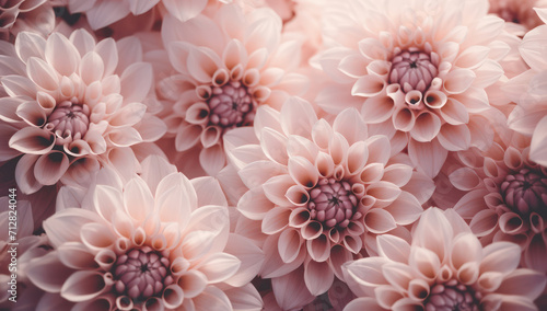 Colorful Summer Blossom: A Vibrant Dahlia Bouquet in Soft Pastel Pink, Red, and Purple – Nature's Gift of Beauty © SHOTPRIME STUDIO