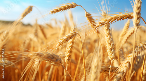 a close-up field of wheat commodity