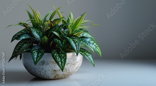 A potted palm tree with long, green leaves adds a tropical touch to any home decor