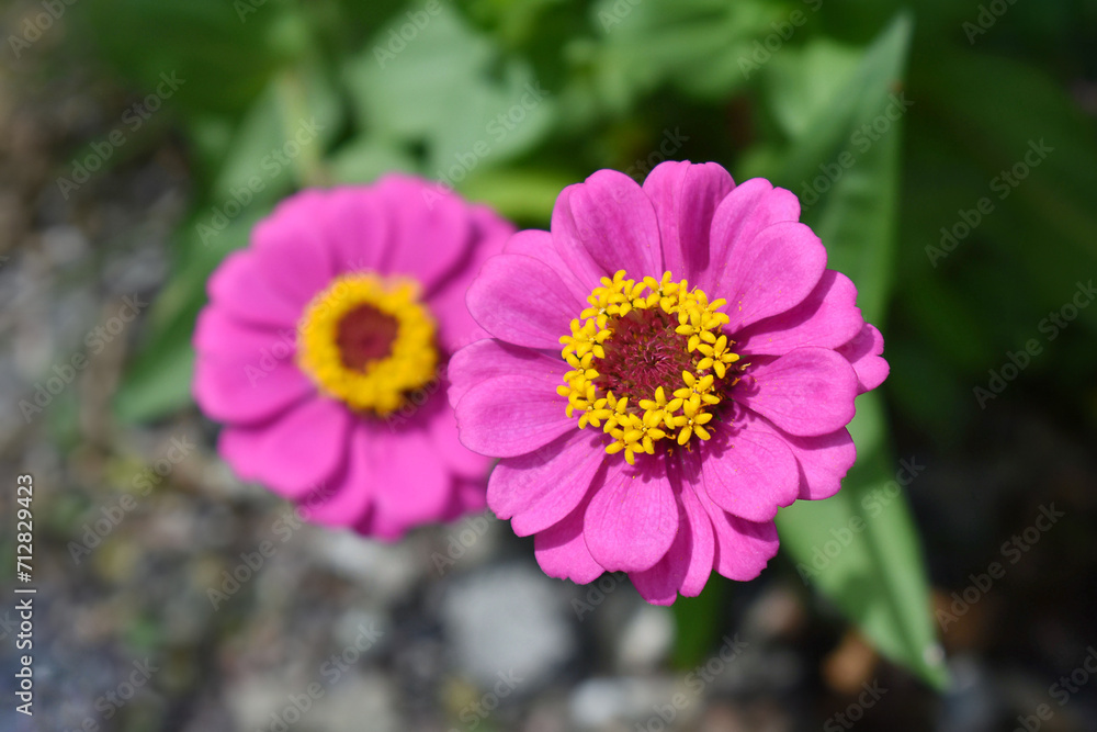 Fototapeta premium 百日草の花