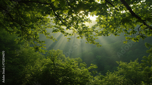 Beautiful view on a sunny day in the forest. Green branches and dense forest. © Ярослав Антонюк