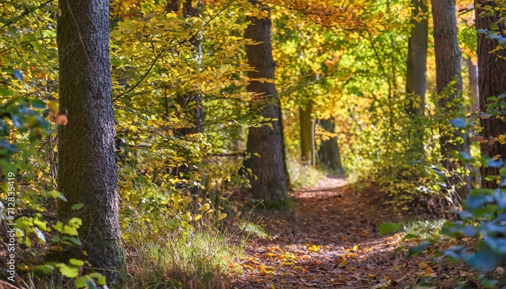 Obraz premium autumn in the woods