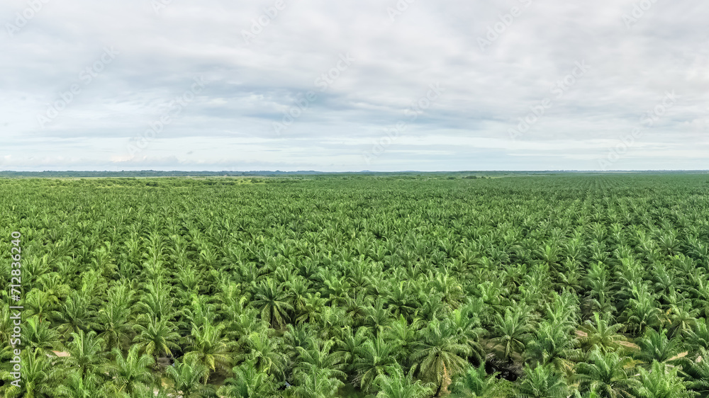 Panorama view of palm oil plantation At Kuala Penyu Sabah, Borneo. Aerial view