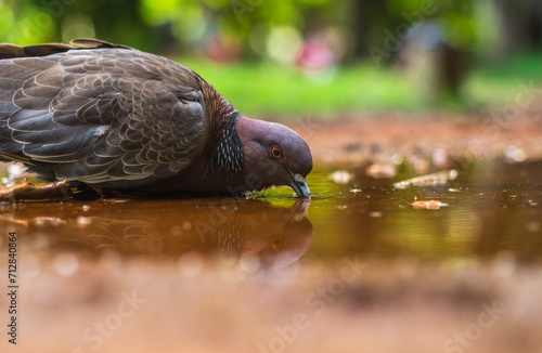 Paloma tomando agua de un charco en un parque mientras mira su reflejo