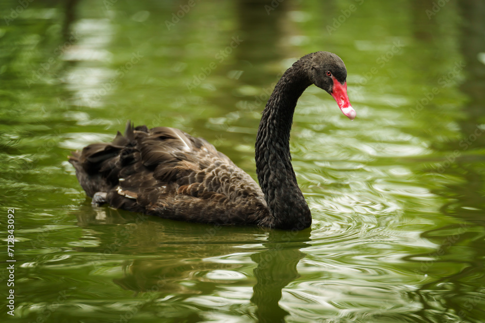 Fototapeta premium black swan swimming in pond