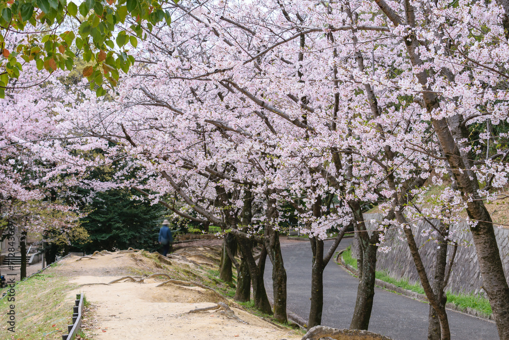 Obraz premium 桜並木がある風景