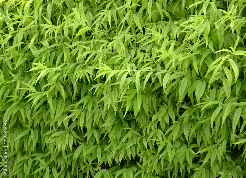 green leaves background. texture of green leaves. natural background green leaves background. texture of green leaves. natural background