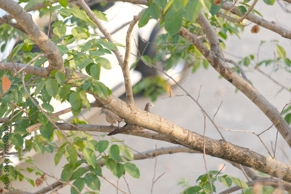 Fototapeta premium birds on a branch