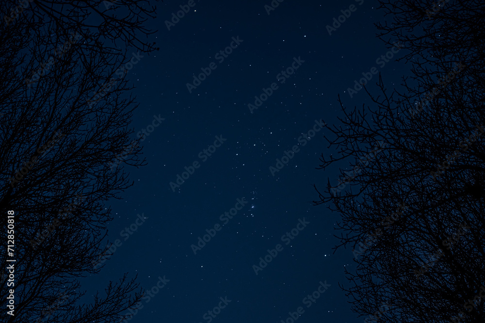 Naklejka premium Orion's belt through trees