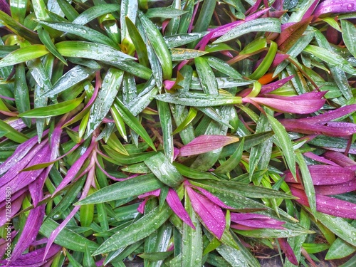 A group of Tradescantia spathacea plant, or oyster plant or Moses-in-the-cradle photo