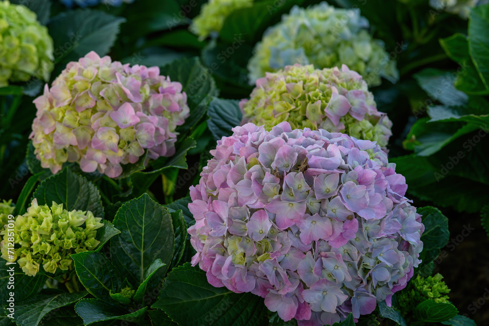 Blooming Hydrangeas flowers in the garden Blooming Hydrangeas flowers in the garden