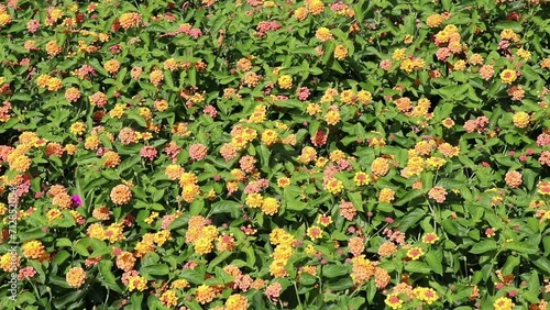 Lantana ornamental yellow pink red bush ground covering background on a sunny summer day in Midwestern USA. Background video of a large group of pretty purple flowers moving in the mostly gentle wind.