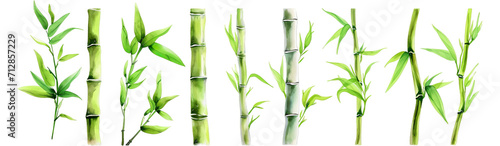 Set of bamboo plants, showcasing their green leaves and sturdy stalks, illustrated in a realistic style, isolated on transparent or white background