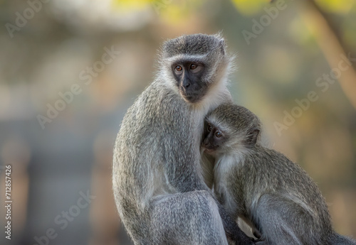 A Vervet monkey mother feeding her cute young offspring in the camp in a South African game reserve