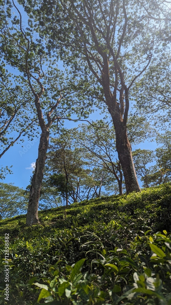 sky, tree, nature, landscape, trees, forest, summer, grass, clouds, blue, park, cloud, field, mountain, water, countryside, garden, outdoors, day, plant, lake, leaves, wood, spring, leaf, branch, pine sky, tree, nature, landscape, trees, forest, summer, grass, clouds, blue, park, cloud, field, mountain, water, countryside, garden, outdoors, day, plant, lake, leaves, wood, spring, leaf, branch, pine