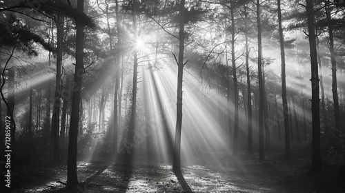 fog and sun ray in the forest, black and white style photo