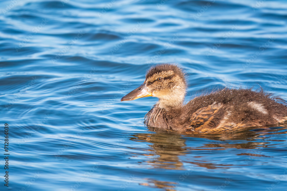 Cute little duckling swimming alone in a lake or river with calm water Cute little duckling swimming alone in a lake or river with calm water