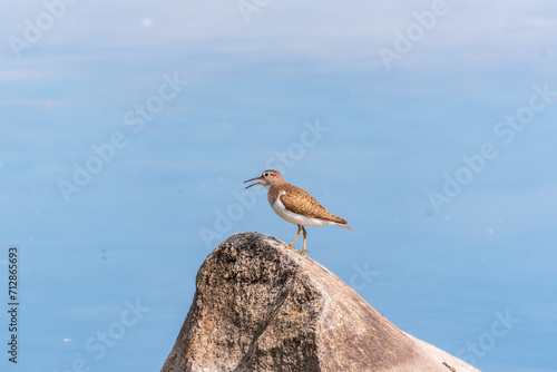 Common sandpiper, Actitis hypoleucos, resting lake shore under raindrops.