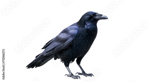 The black raven stood alone. Strong but lonely. It is a symbol of change. isolate on white .png