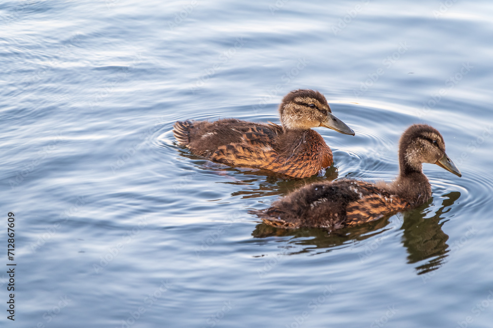 Cute little duckling swimming alone in a lake or river with calm water Cute little duckling swimming alone in a lake or river with calm water