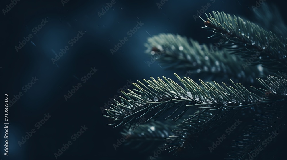  a close up of a pine leaf dark blue background, nature winter photography