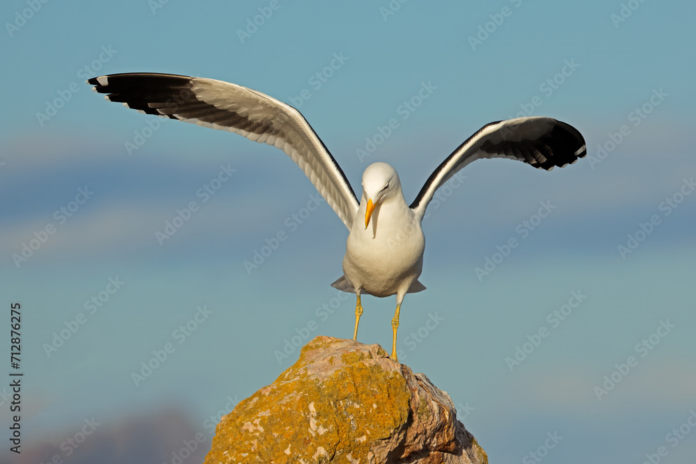 A kelp gull (Larus dominicanus) landing on a coastal rock, South Africa . A kelp gull (Larus dominicanus) landing on a coastal rock, South Africa .