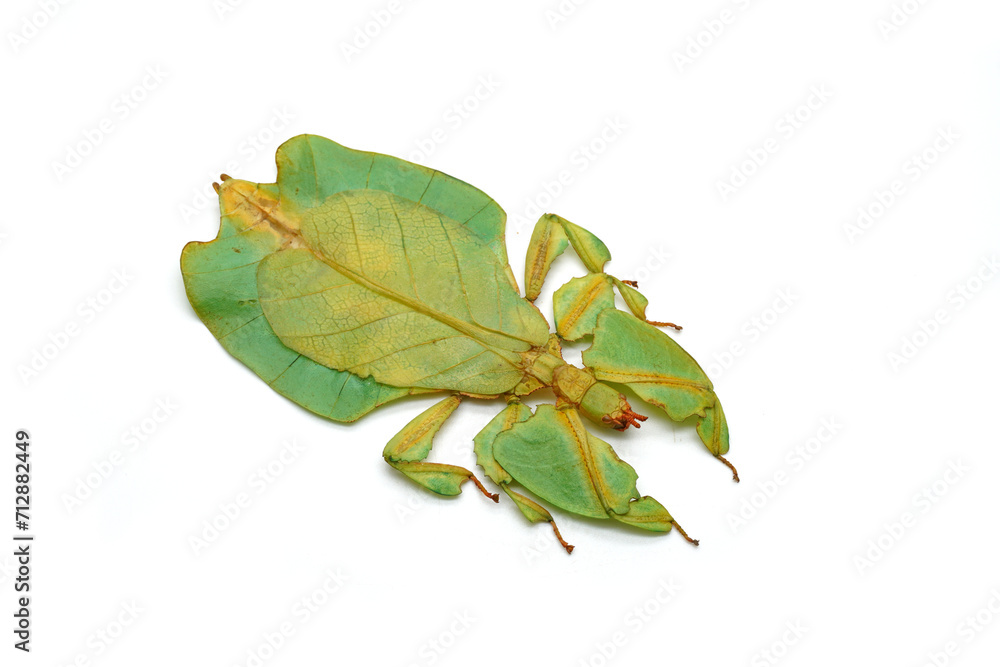 Fototapeta premium Green leaf insect isolated on white background. Leaf insect (Phyllium bioculatum) or Walking leaves, Rare and protected