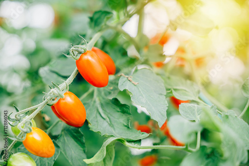 Greenhouse-grown beautiful tomatoes on branch with copy space. Fresh, juicy organic fruits symbolizing gardening, bright nature, and healthy eating outdoors.