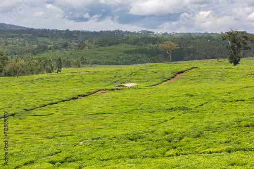 A tea plantation near the Ssezibwa Falls, District of Mukono, Uganda. photo