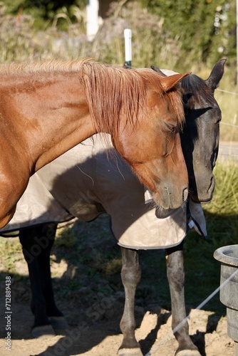 Chestnut and black horse nuzzling each other, black beauty horses