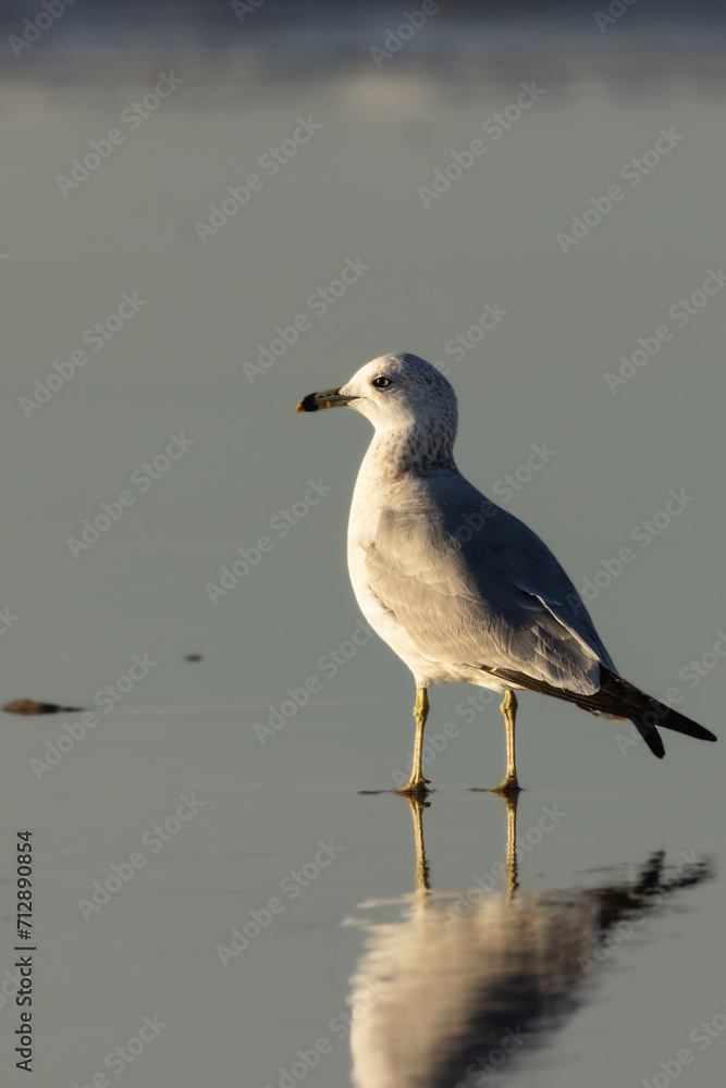 Close-up of birds with clean and soft background Close-up of birds with clean and soft background