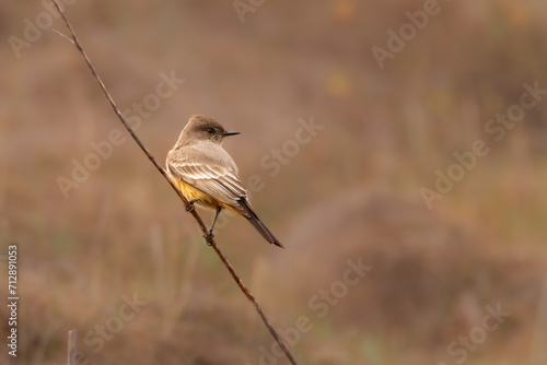 Close-up of birds with clean and soft background photo