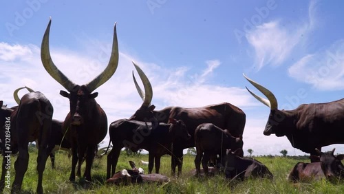 Indigenous Cattle Breeds Of Ankole Longhorn At Animal Farming In Uganda, East Africa. Pan Left Shot photo