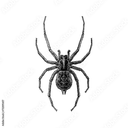 Hobo Spider hand drawing vector isolated on background.